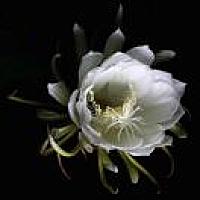 ノ亅丶芙、ෆ