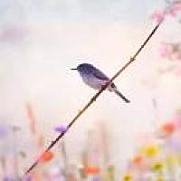 观自在