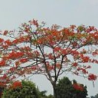 陆