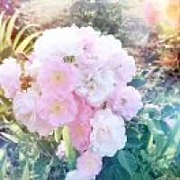 幸福若夏花