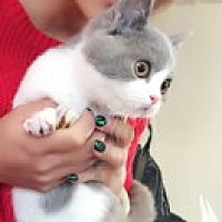 白丁麦芽