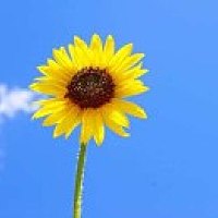 sun