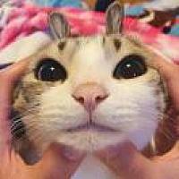 猫奴®