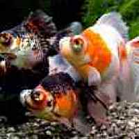 影，出售桃苗大樱桃苗18842836718