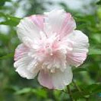 木槿