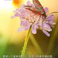 向日葵