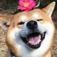 李家村上一枝花