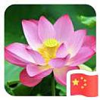 出水芙蓉