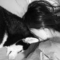 小猪精_