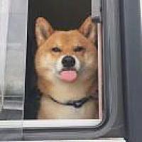 猫八君