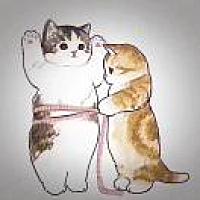 加菲（肥）猫🐱、