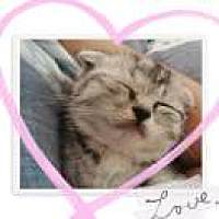 Kitty