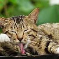 懒猫