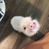 ʚ 🐷ྀི ɞ吃饭睡觉 保持可爱