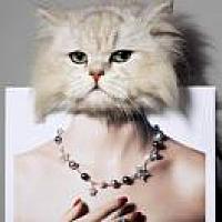 🐱小姐