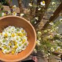 Eʟɪᴀᴜᴋ. 💙