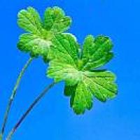 柠檬与金桔小姐