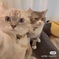 ゞ香草可樂ゞ草莓布丁