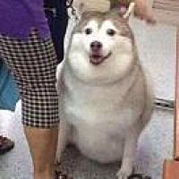 常哈妮
