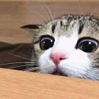 啊猫