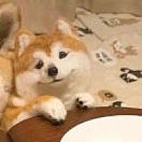 黎啦啦噜