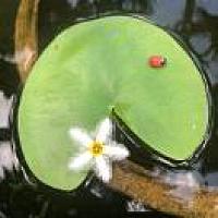 Yíng