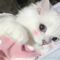 小屁不放屁