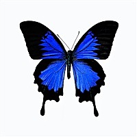 XYX