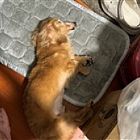悲伤春秋夏语冬