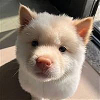 打工赚钱养小猫