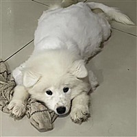 Abby06